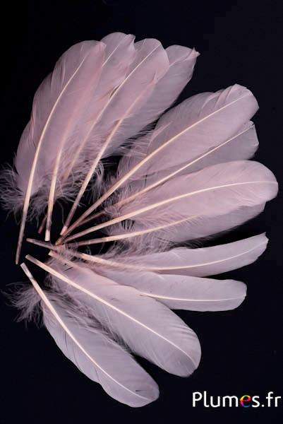 Oca - 15-21 cm - crema rosa